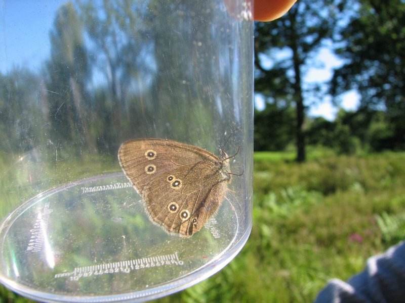 2010-07-18-Libellules et papillons au bois de Rochefort